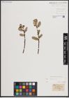 Foto von Salix caprea L.